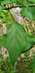 Solanum americanum