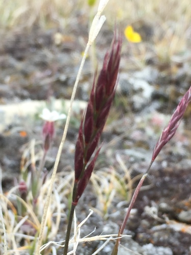 Arctic Wild Rye (Elymus hyperarcticus)