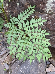 Aralia bipinnata
