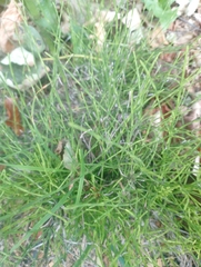 Equisetum arvense