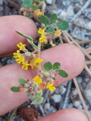 Acmispon decumbens decumbens