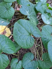 Asarum caudatum