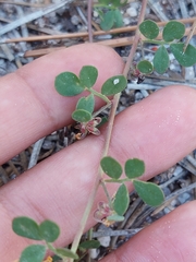 Acmispon decumbens decumbens