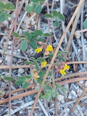 Acmispon decumbens decumbens