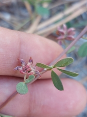 Acmispon decumbens decumbens