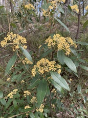 Pomaderris intermedia