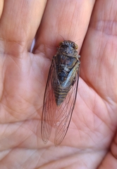 Birrima varians