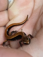 Plethodon vehiculum
