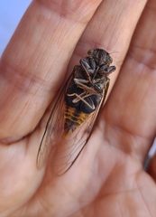 Birrima varians