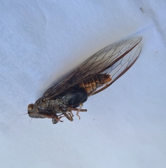 Birrima varians
