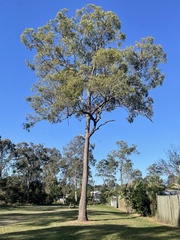 Corymbia intermedia