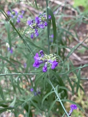 Linaria purpurea