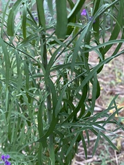 Linaria purpurea