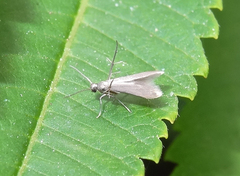 Schreckensteinia erythriella