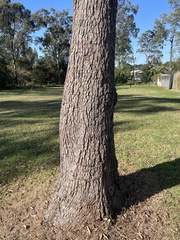 Corymbia intermedia