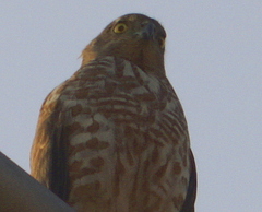 Accipiter badius