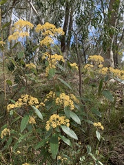 Pomaderris intermedia