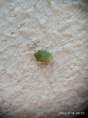 Acrosternum millierei