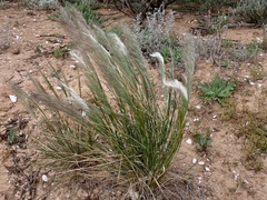 Austrostipa