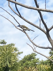 Entomyzon cyanotis