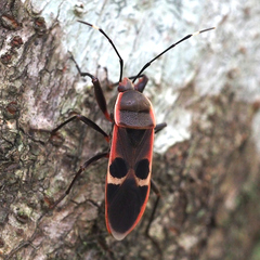 Physopelta gutta gutta