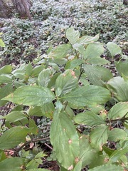 Cornus nuttallii