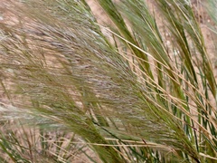 Austrostipa