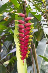 Heliconia rostrata