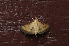 Cnaphalocrocis medinalis