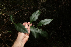 Loeseneriella barbata