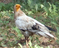 Neophron percnopterus