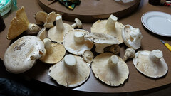 Catathelasma ventricosum