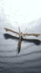 Platyptilia carduidactylus