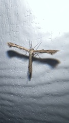 Platyptilia carduidactylus