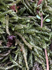 Scleropodium obtusifolium