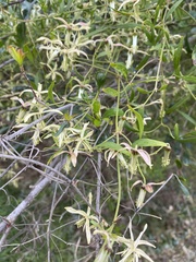 Clematis microphylla