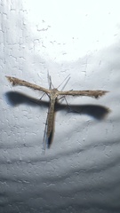 Platyptilia carduidactylus