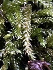 Scleropodium obtusifolium