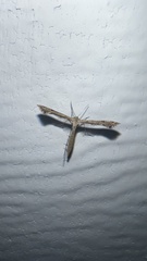 Platyptilia carduidactylus