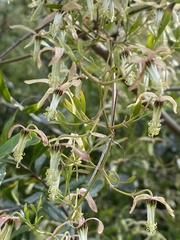 Clematis microphylla
