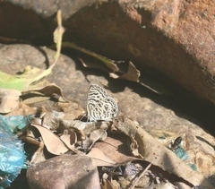 Leptotes plinius