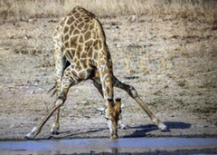 Giraffa camelopardalis giraffa