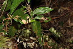 Neolitsea dealbata