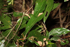 Neolitsea dealbata