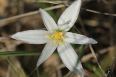 Ornithogalum