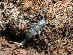 Urodacus manicatus