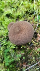 Lycoperdon