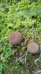 Lycoperdon