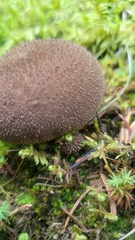 Lycoperdon
