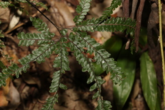 Adiantum hispidulum